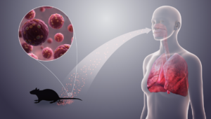 Smitte med Hantavirus